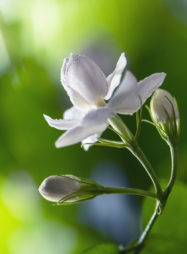 茉莉花 茉莉 花 鲜花 横县 自然景观 田园风光