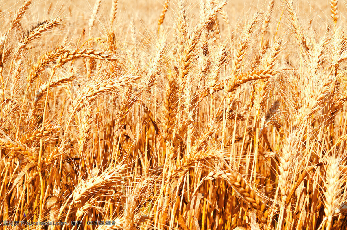 金黄的麦子 丰收 金黄 麦子 麦田 白色