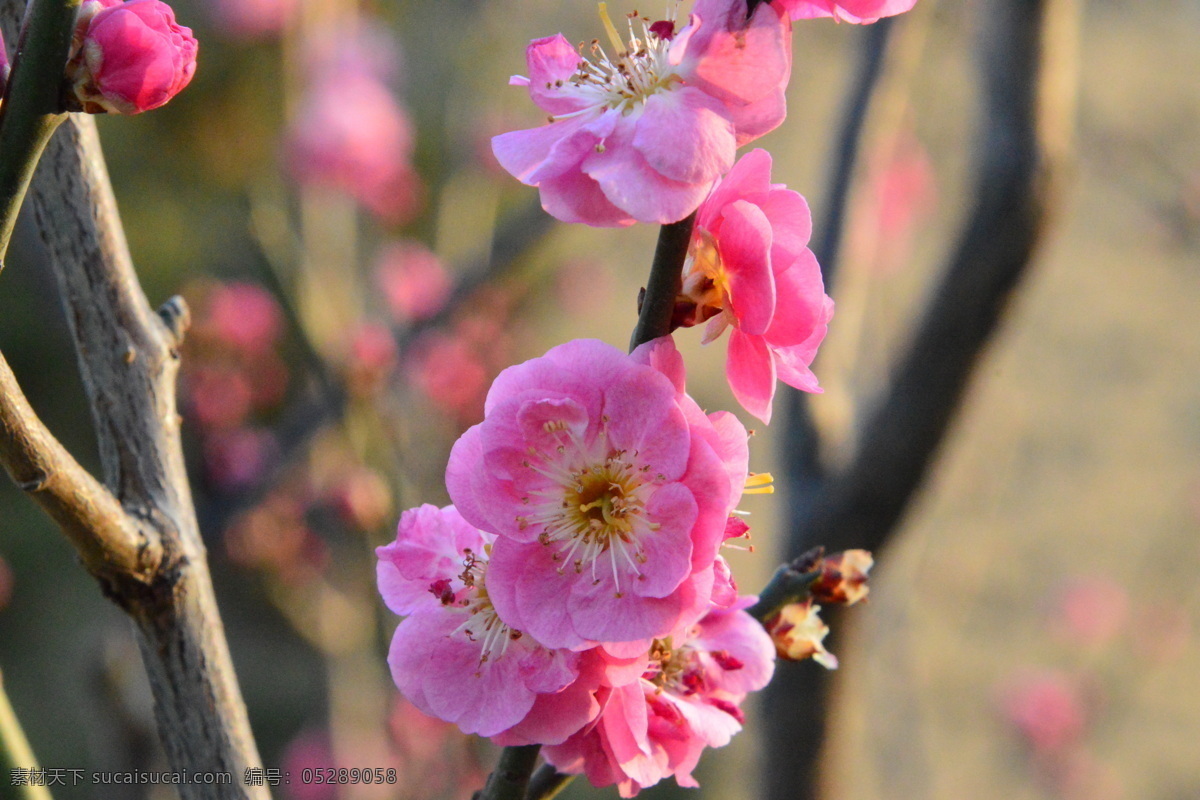 梅花 酸梅 黄仔 合汉梅 花朵 花瓣 花蕊 花儿 花卉 枝叶 绿化景观 榆叶梅腊梅 生物世界 花草