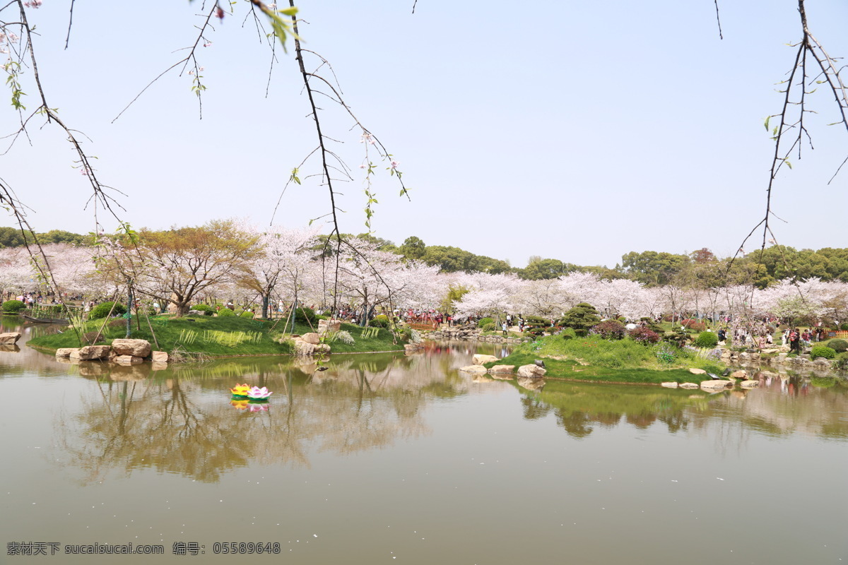 花 春天 自然 美丽 树 赏花 武汉樱花 白色樱花 武汉樱园 生物世界 花草