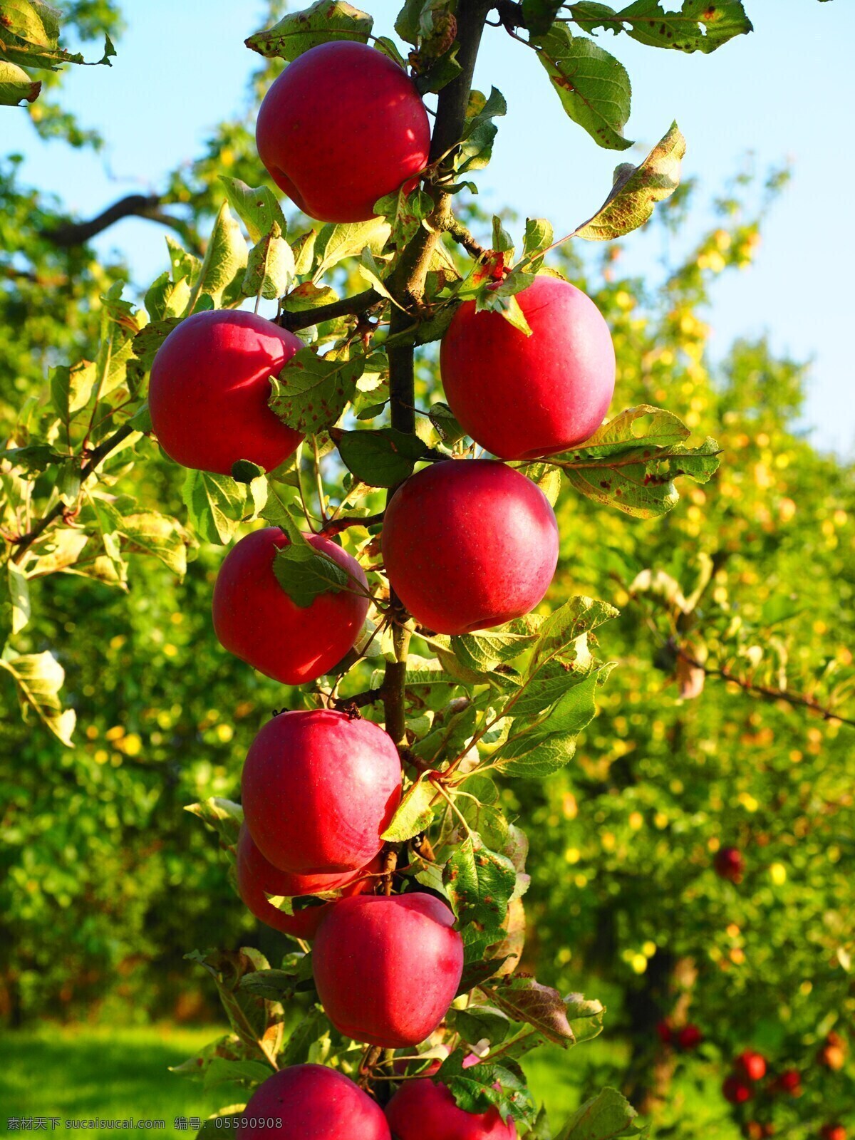 树上苹果 苹果 枝头上 红富士 苹果树 苹果园 富士苹果 新鲜水果 丰收的果园 红富士果园 丰收的苹果园 结满果实 红苹果 糖心苹果 硕果累累 苹果挂满枝头 生物世界 水果