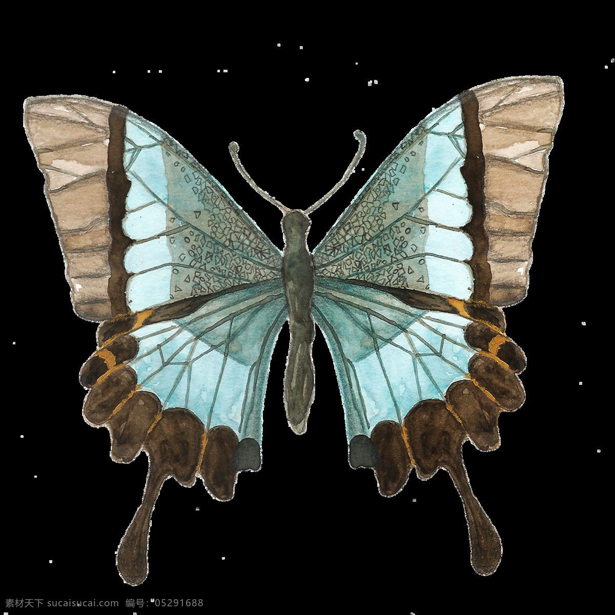 手绘 只 蝴蝶 标本 透明 黑色 花纹 灰色 蓝色 免扣素材 水彩 透明素材 装饰图案