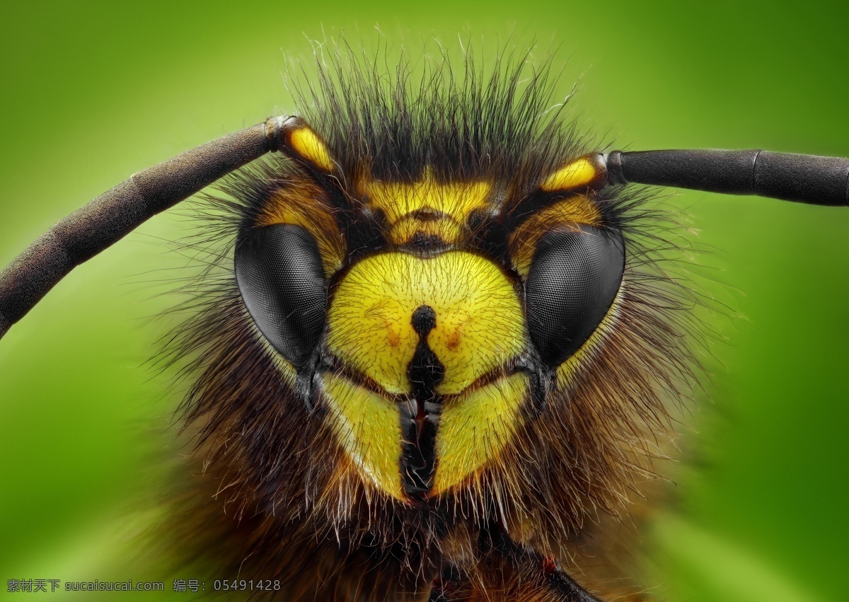 黄蜂 眼睛 黄蜂眼睛 蜜蜂眼睛 昆虫眼睛 昆虫动物 微距摄影 昆虫世界 生物世界