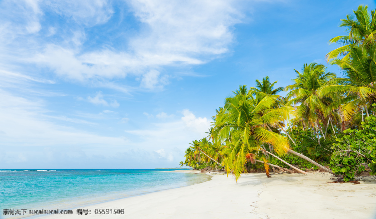海滩 椰子树 椰子树木 海滩树木 沙滩 沙滩美景 美丽沙滩 度假旅游 旅游摄影 自然风景