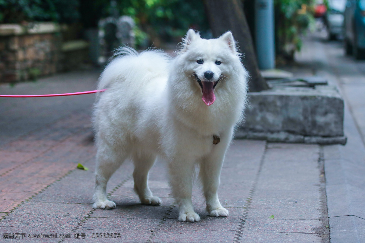 狗 犬 宠物 可爱 萨摩耶 萨摩耶犬 萨摩耶狗 动物 犬类 犬科动物 犬科 家养宠物 大型犬 雪白 美丽 乖巧 听话 善良 友善 亲切 聪明 生物世界 家禽家畜