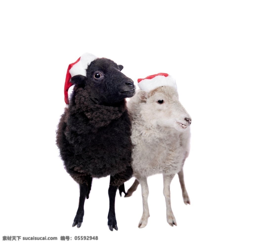 绵羊 羔羊 羊羔 羊毛 动物世界 动物 动物素材 野生动物 山羊 羊群 牧羊 放羊 羊 生物世界 其他生物
