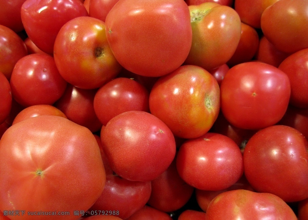西红柿 番茄 果蔬 新鲜水果 小西红柿 小番茄 大西红柿 唯美 水果 鲜果 新鲜 营养 健康 植物 红西红柿 新鲜西红柿 蔬菜 生物世界