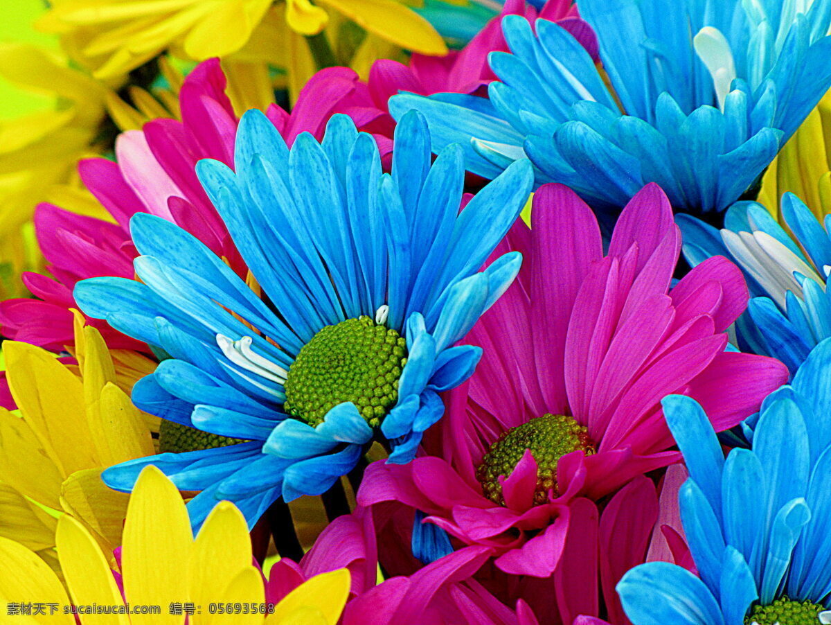 鲜花免费下载 高清 色彩鲜艳 鲜花 自然 原创设计 其他原创设计
