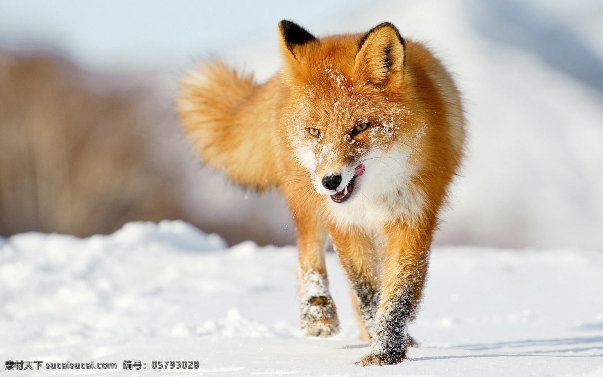 狐狸 野生 动物 非人工驯养 濒危野生动物 物种保护 野生动物 系列 三 生物世界