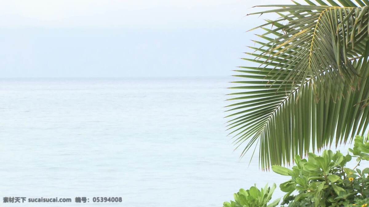 平静 夏威夷 水域 股票 视频 视频免费下载 平静的水域 棕榈树 太平洋 海洋 avi 白色