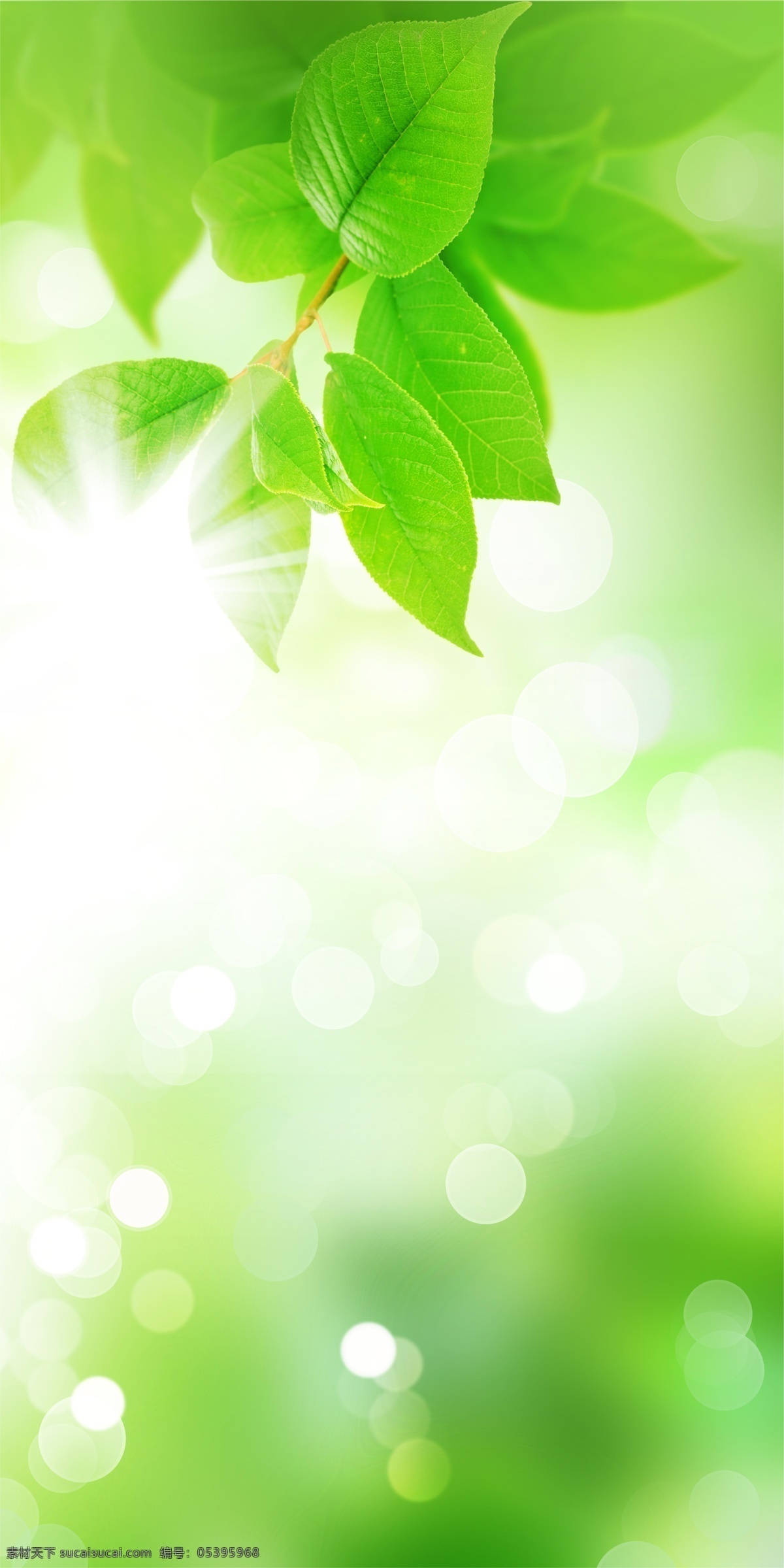 精美 植物 高清 高清图片 光晕 绿叶 阳光 颜颜丶一个人