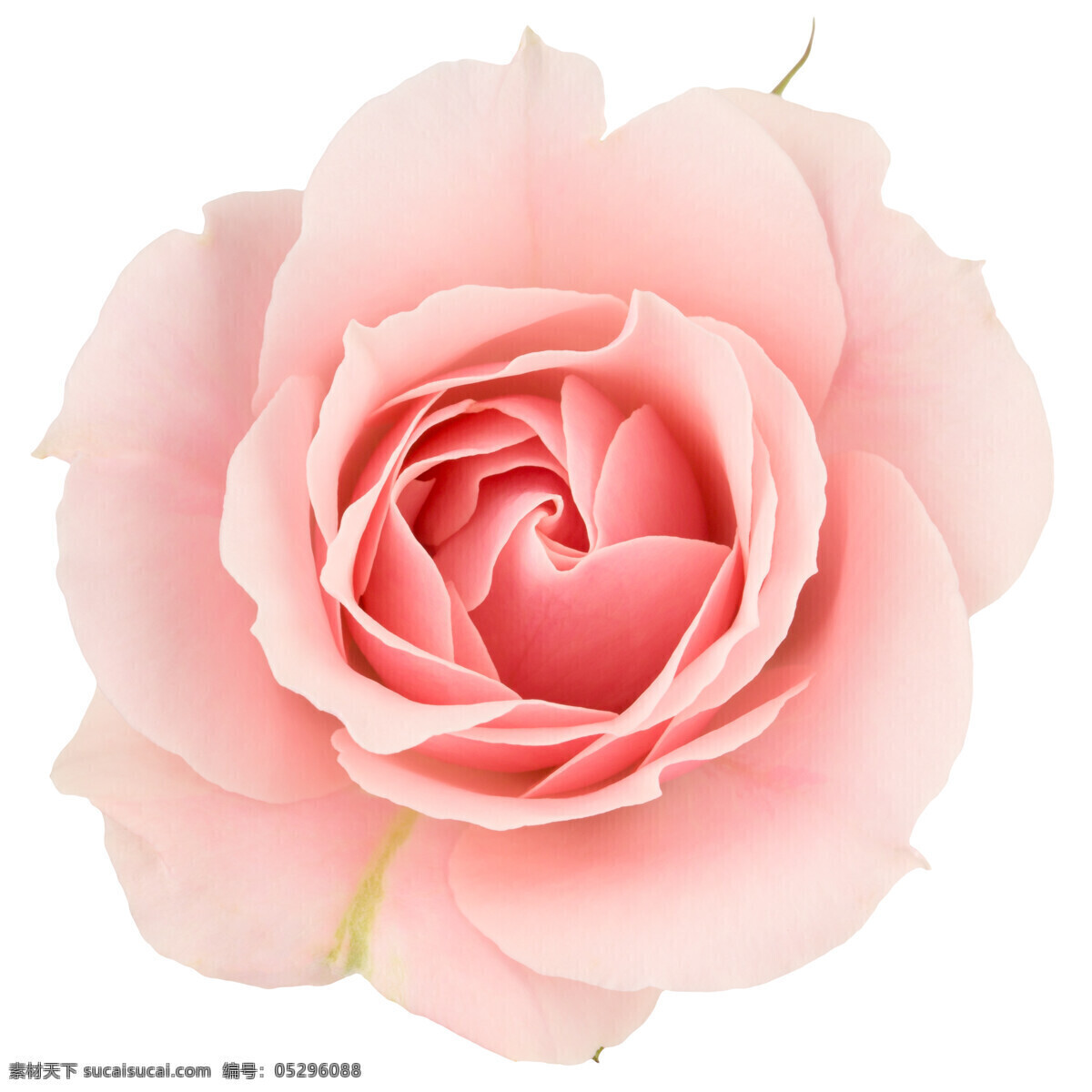 盛开的玫瑰花 植物 盛开花朵 花卉 玫瑰花 粉色 生物世界 花草