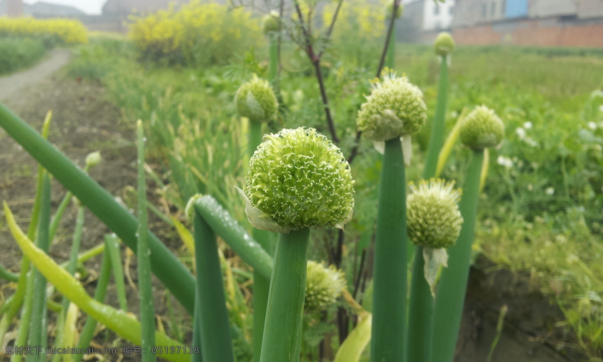 田园 生活 花园 生物世界 蔬菜 特写 田野 田园生活 植物 风景 旅游餐饮