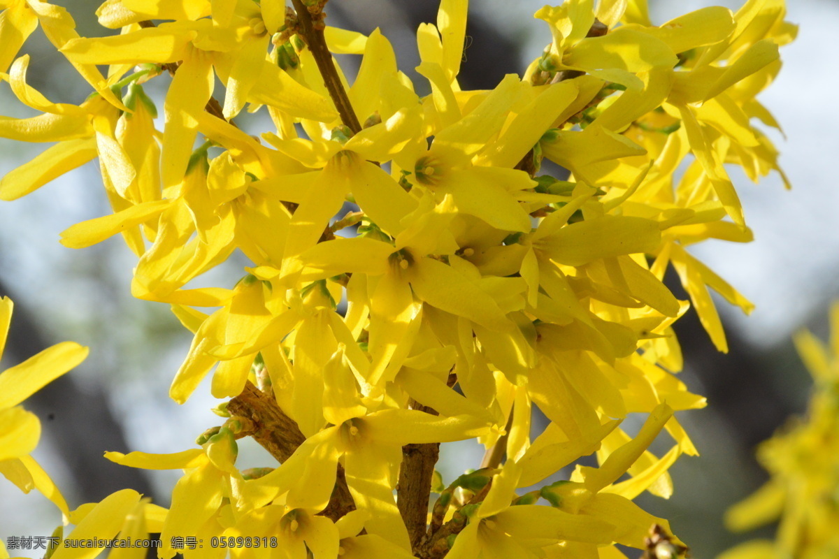 连翘花儿 园林美景 连翘 一串金 春天 花卉 黄色花 花朵 花儿 花瓣 树枝 自然景观 绿化景观 树杈 花枝 连翘迎春花 生物世界 花草