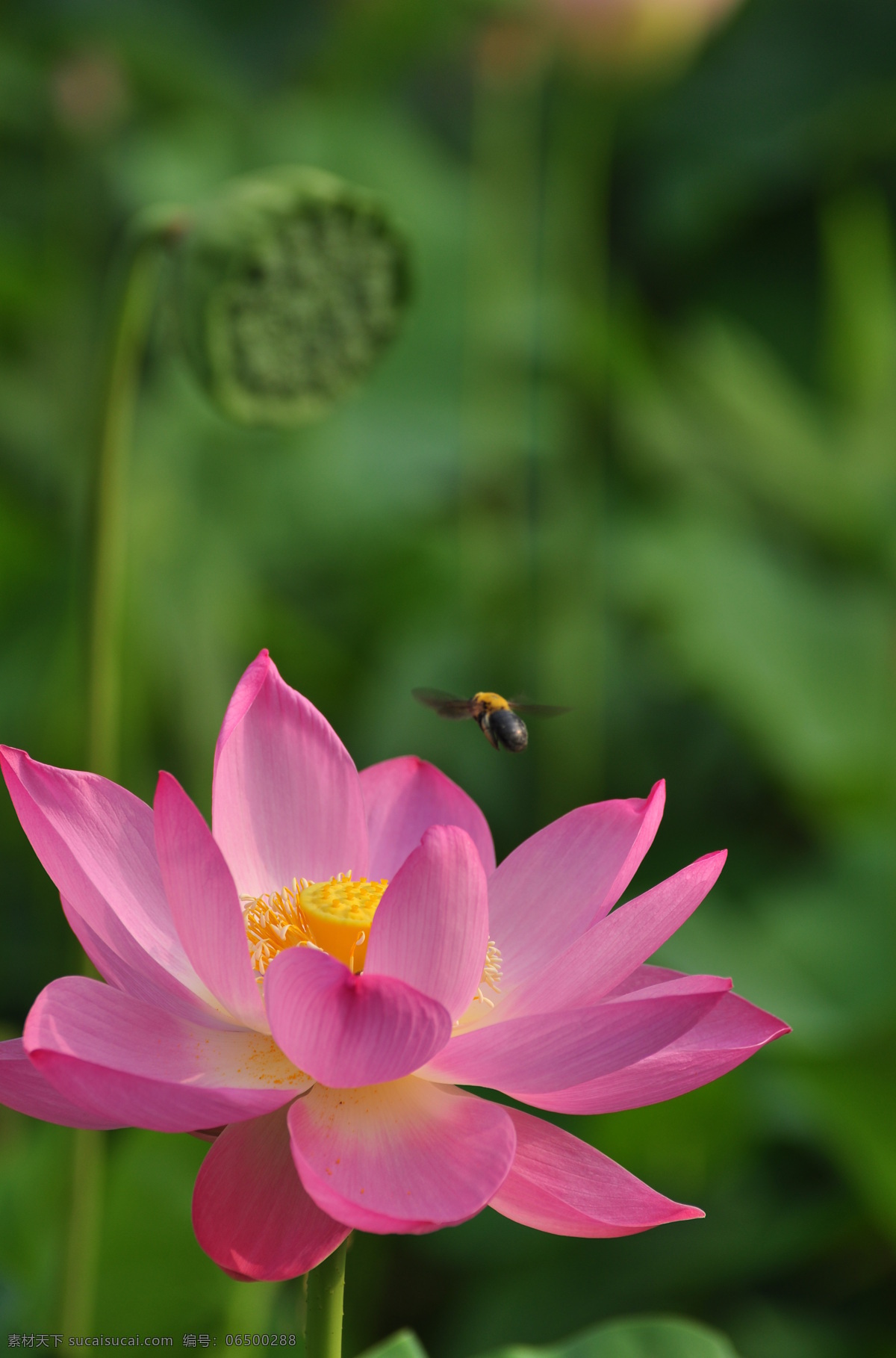 荷花 引 蜂 拍摄 太原 玉门 河 公园 蜜蜂 风景 生活 旅游餐饮