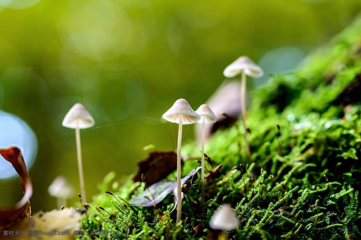 蘑菇图片 蘑菇 伞菇 野生菌 食用菌 菌类 口菇 香菇 野外 森林 美味 植物 生物世界 蔬菜