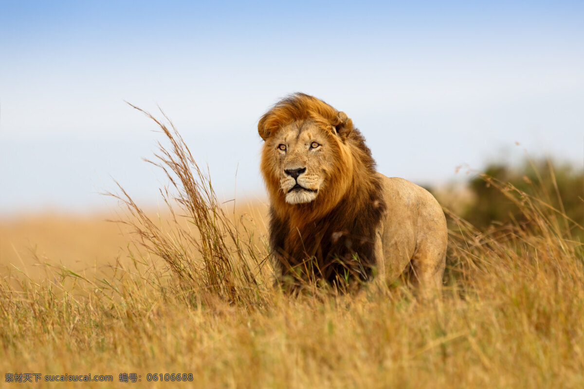 狮子 动物 森林之王 大自然 风景 摄影作品专辑 生物世界 野生动物