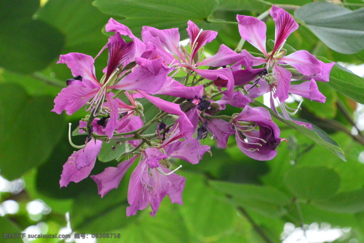 洋紫荆 宫粉羊蹄甲 羊蹄甲 红紫荆 红花紫荆 花卉 花朵 花瓣 观赏花卉 植物 花儿 花草 绿化景观 花卉大观园 生物世界