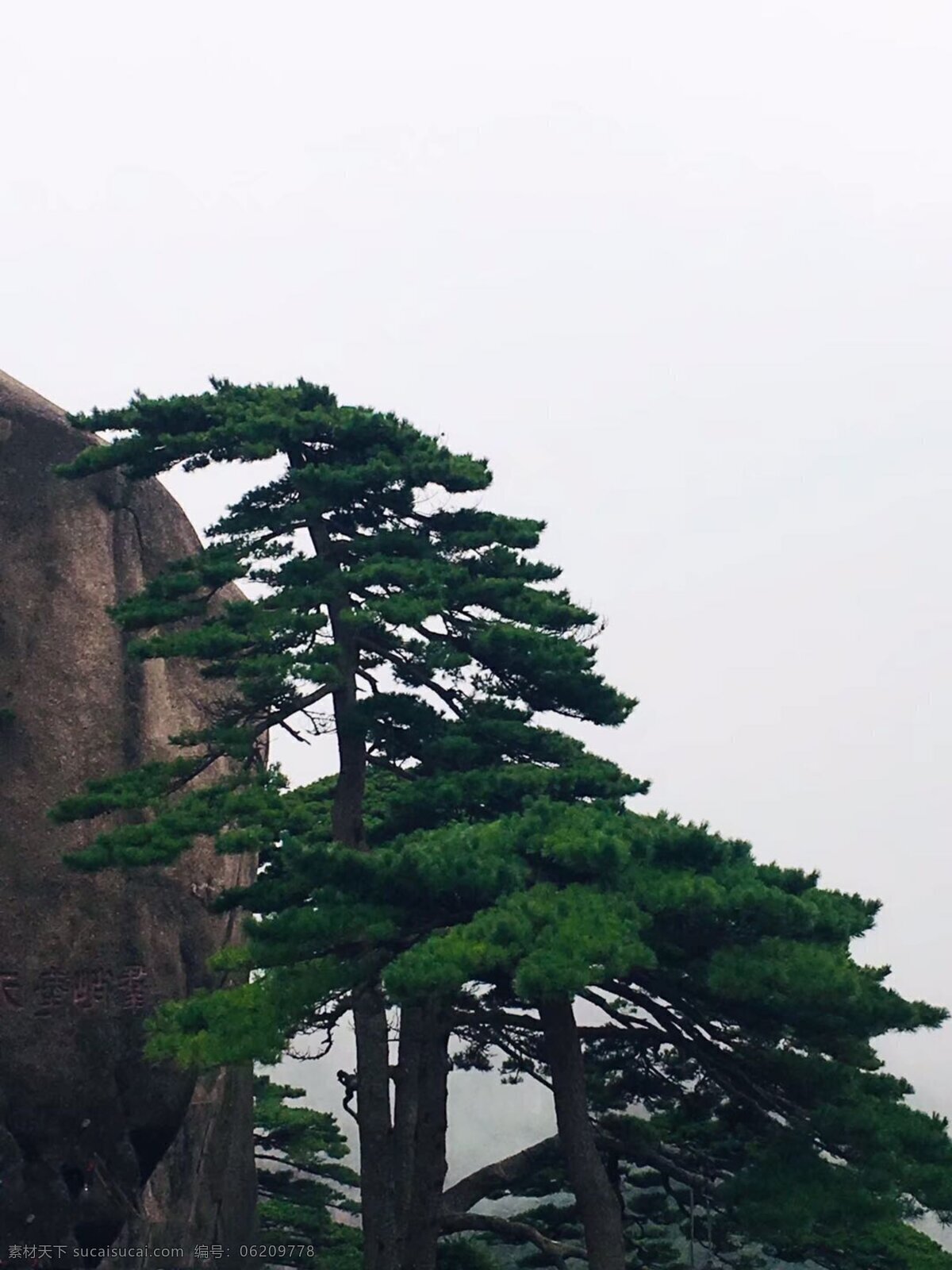 黄山松 黄山 傍晚 迎客松 逆光 美景 自然景观 自然风景