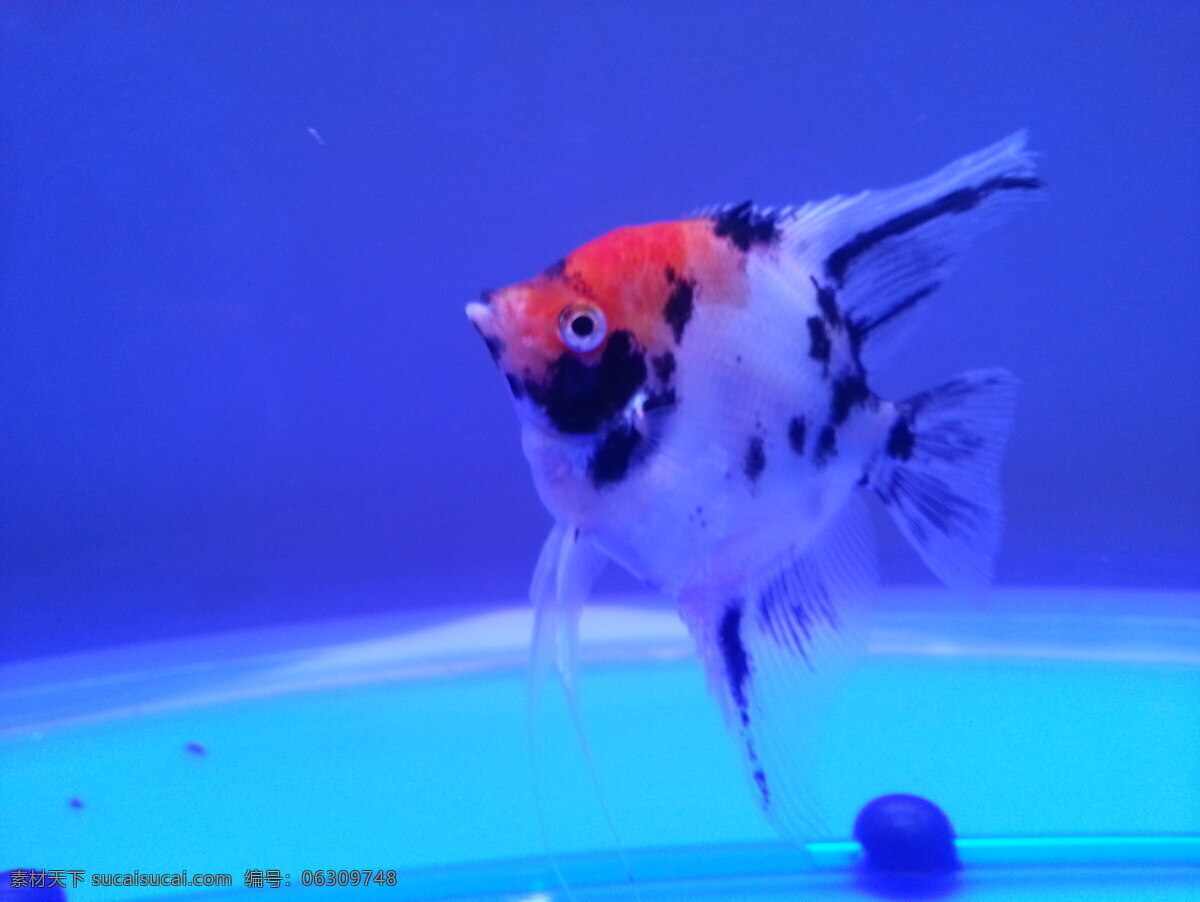 燕鱼 神仙 生物世界 鱼类 神仙燕鱼儿