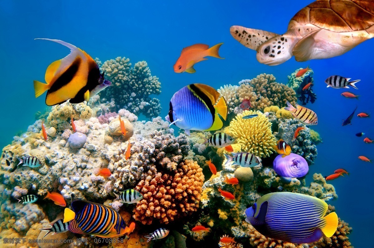 海底世界 热带鱼 观赏鱼 珊瑚礁 珊瑚 礁石 大海 海洋 海龟 生物世界 海洋生物