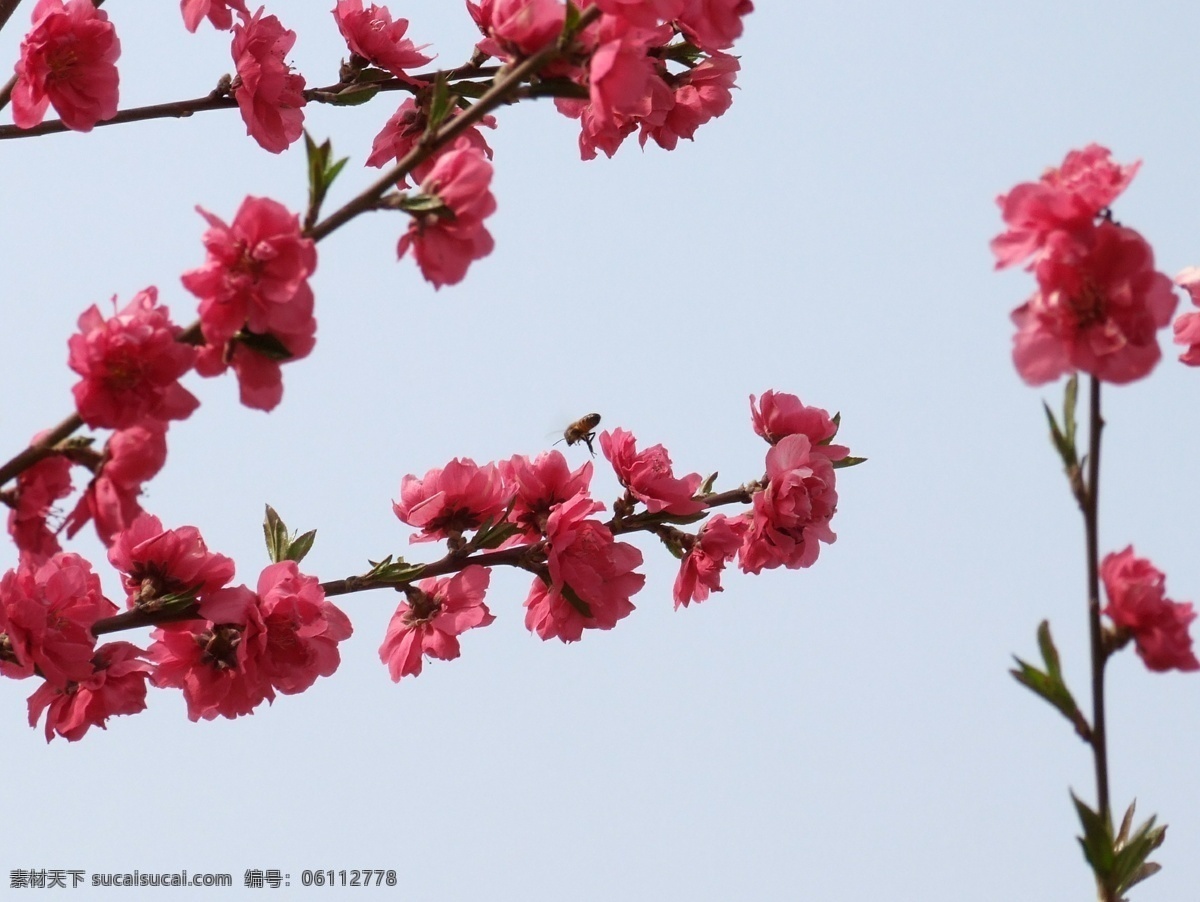 红花 碧桃 旎 烫 彝 计 夭 南 略 psd源文件