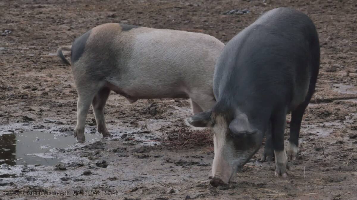 猪放牧 动物 猪 播种 农场 农家 牲畜 仔猪 笔 泥 泥泞的 猪圈 肉 农业