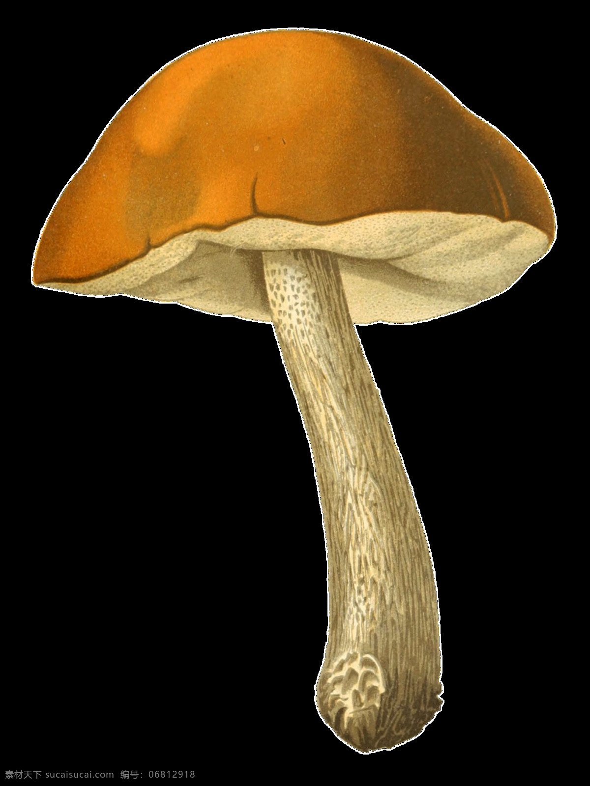 株 野生 蘑菇 透明 装饰 菌菇 菌类 免扣素材 手绘 透明素材 装饰图片 棕色