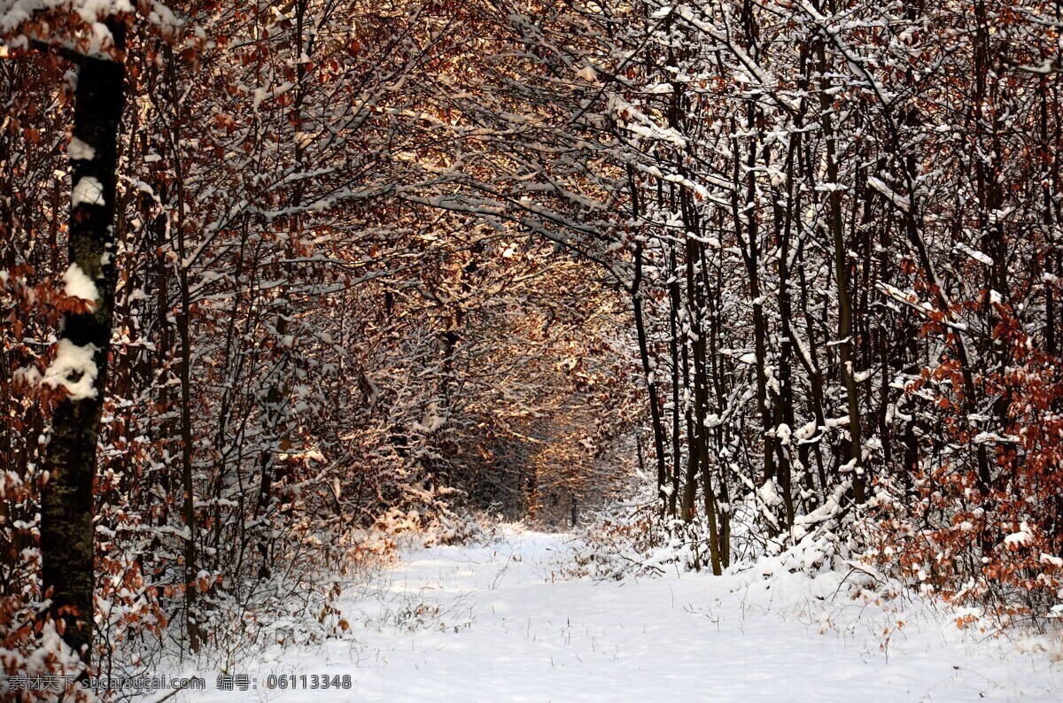树林 雪景 冬天 林 性质 冷 树木 雪 路 白 景观 冷冻的 森林 树 路径 凝胶 凝结 雪地 落叶 枯萎 背景 壁纸 自然景观 自然风景
