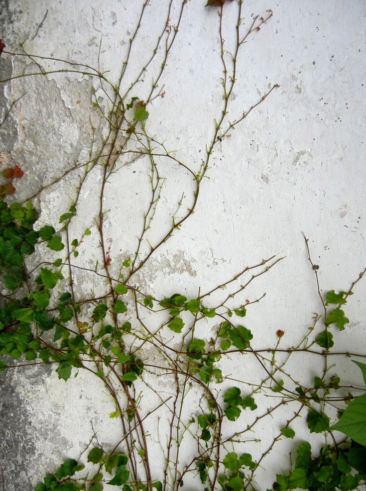 藤蔓 绿色 爬墙 往上 红色 稀疏 红藤 花草 生物世界