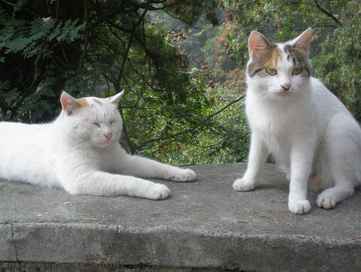 一对猫 灰色