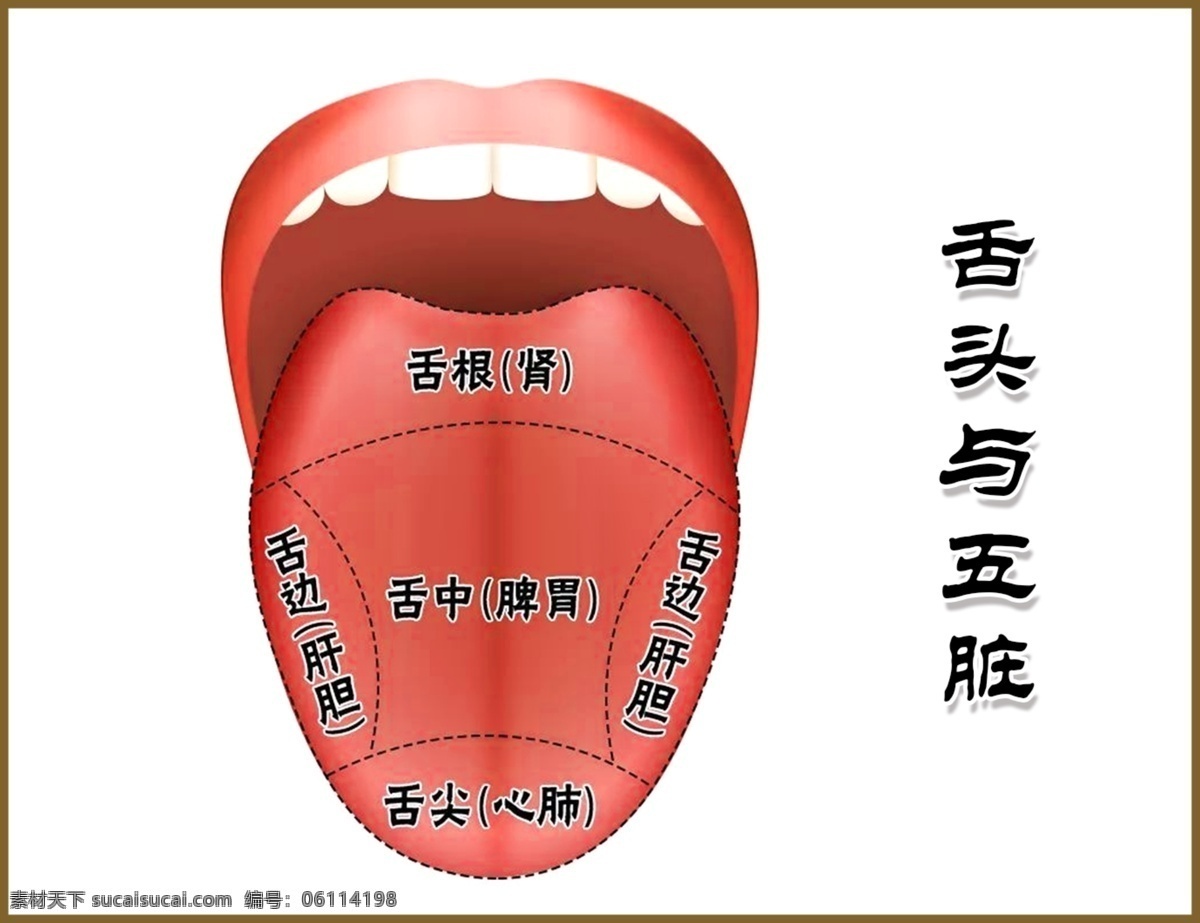 舌头与五脏 舌头 五脏 养生 关系 生活百科