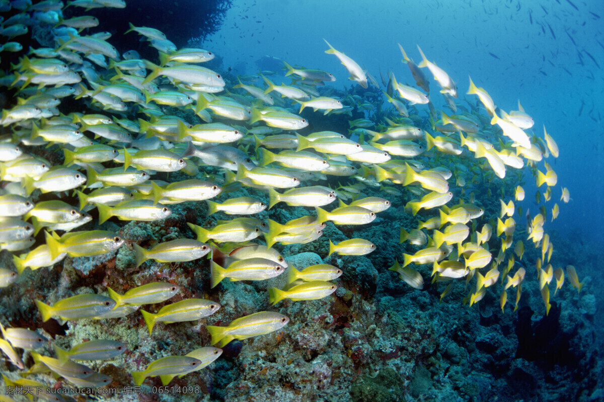 鱼群 海洋生物 珊蝴 海底世界 海洋 海洋鱼类 鱼类 鱼 生物世界