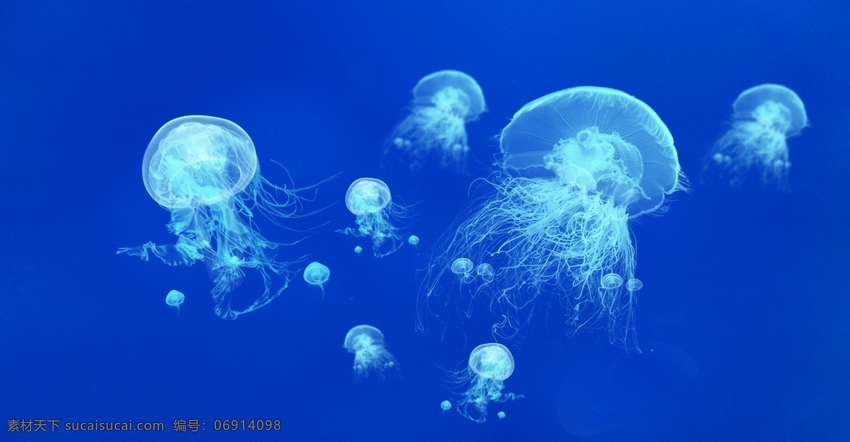 唯美 风 海底 生物 高清 水母 海报 唯美风 梦幻 大群水母 大海 海洋 蓝色 背景