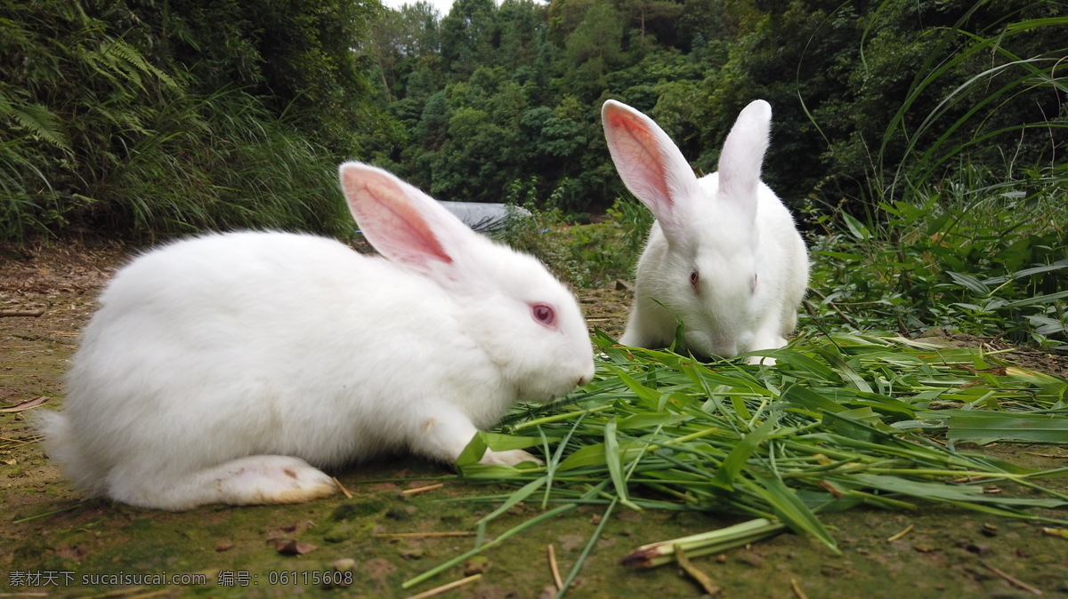 小白兔 兔子吃草 两只兔子 可爱的兔子 食用兔子 生物世界 家禽家畜
