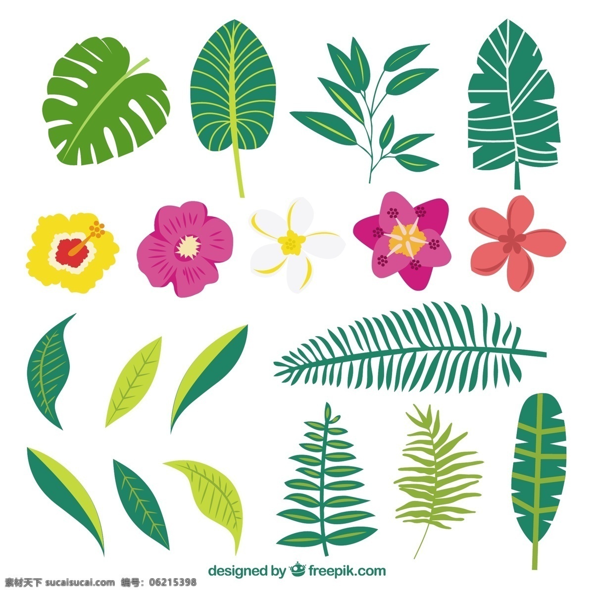 手工 绘制 各种 植物 奇花 花 树 鲜花 手 自然 春天 手绘 叶 棕榈 热带 开花 春 美丽的 抽纱 野