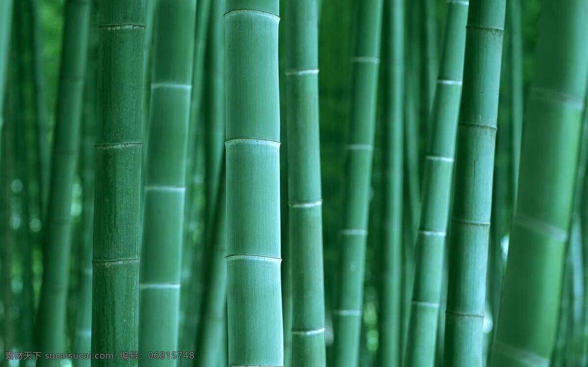 画竹子 中国画竹子 竹节 竹林 竹林风景图片 竹叶 竹子 竹子山水画 竹子特写 怎样画竹子 关于竹子的画 生物世界