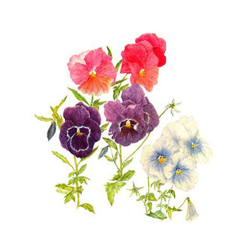 位图免费下载 服装图案 蝴蝶兰 花朵 位图 写意花卉 植物 面料图库 服装设计 图案花型