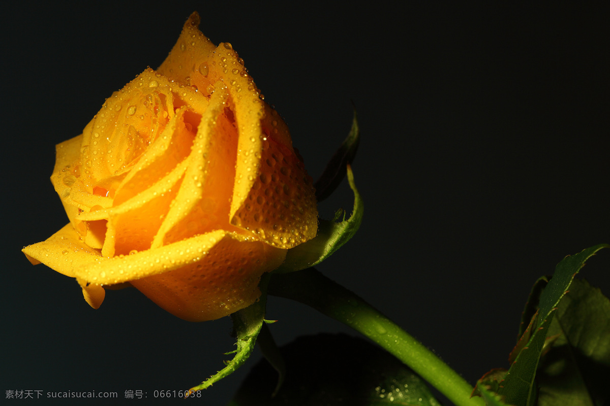 黄玫瑰花 美丽鲜花 黄色花朵 玫瑰花 花卉植物 鲜花摄影 漂亮花朵 花草树木 生物世界 黑色