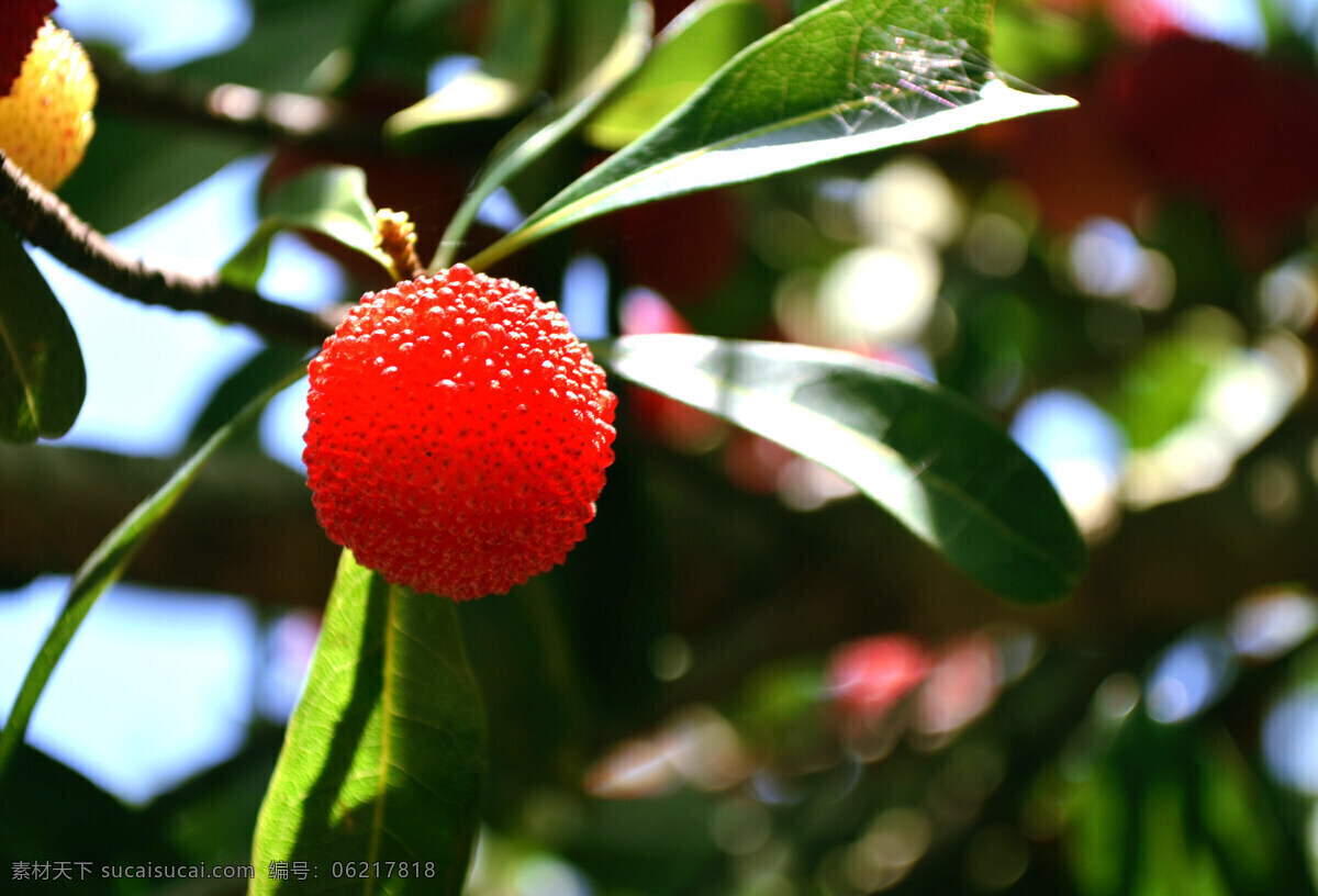 杨梅 植物 水果 绿色植物 生物世界