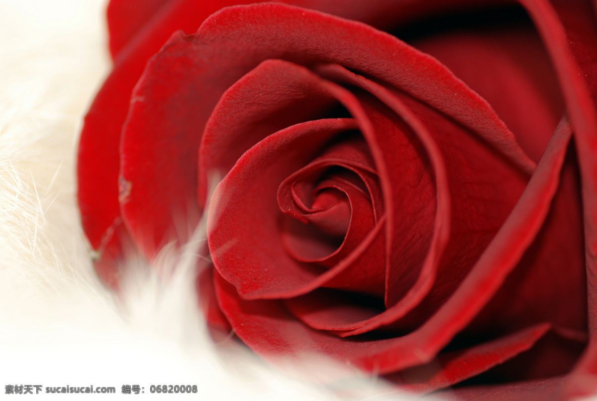 玫瑰花 红玫瑰 玫瑰 花朵 花瓣 花 红色 红色玫瑰 红色的玫瑰 高精度 经典 漂亮 美丽 花草 生物世界