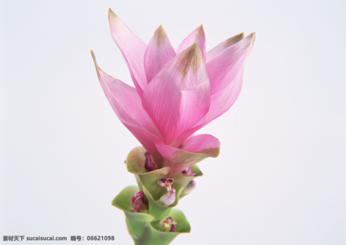 花卉 特写 粉红 红色 花朵 鲜花