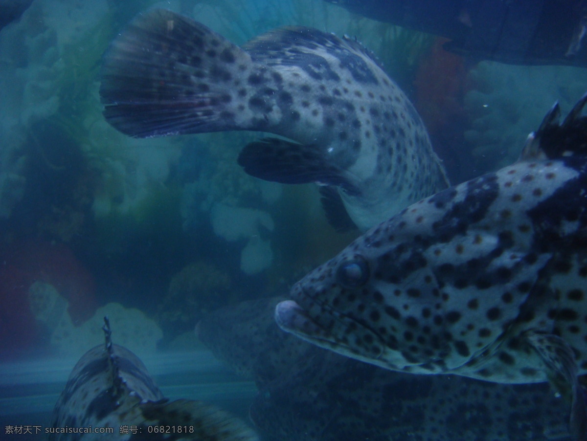 石斑鱼 大石斑鱼 大鱼 红鱼 鱼 黑石斑鱼 红石斑鱼 深海石斑 海洋生物 生物世界 鱼类