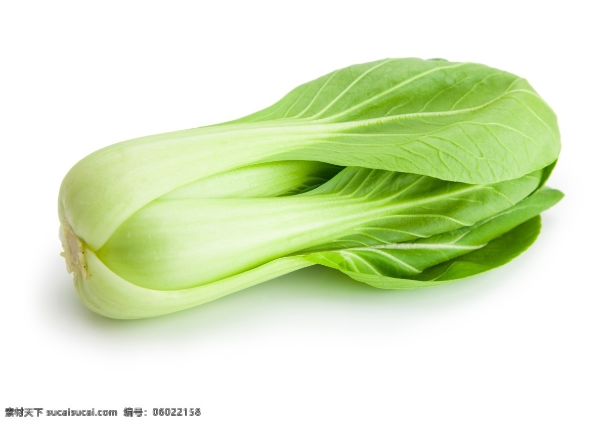 油菜 小油菜 水果蔬菜 蔬菜 绿色食品 蔬菜实拍 蔬菜实物 生物世界