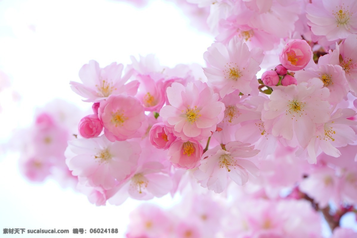 唯美 粉色 樱花 花枝 高清 花卉 花朵 花草