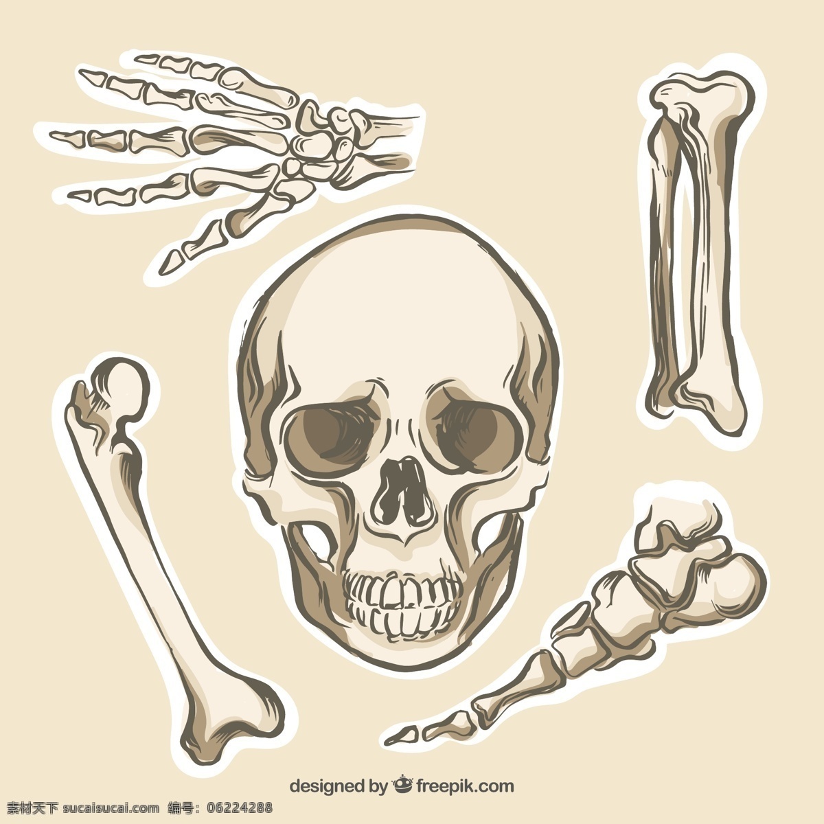 人类 骨骼 收集 医学 健康 头骨 解剖学 零件 身体部位 解剖 白色