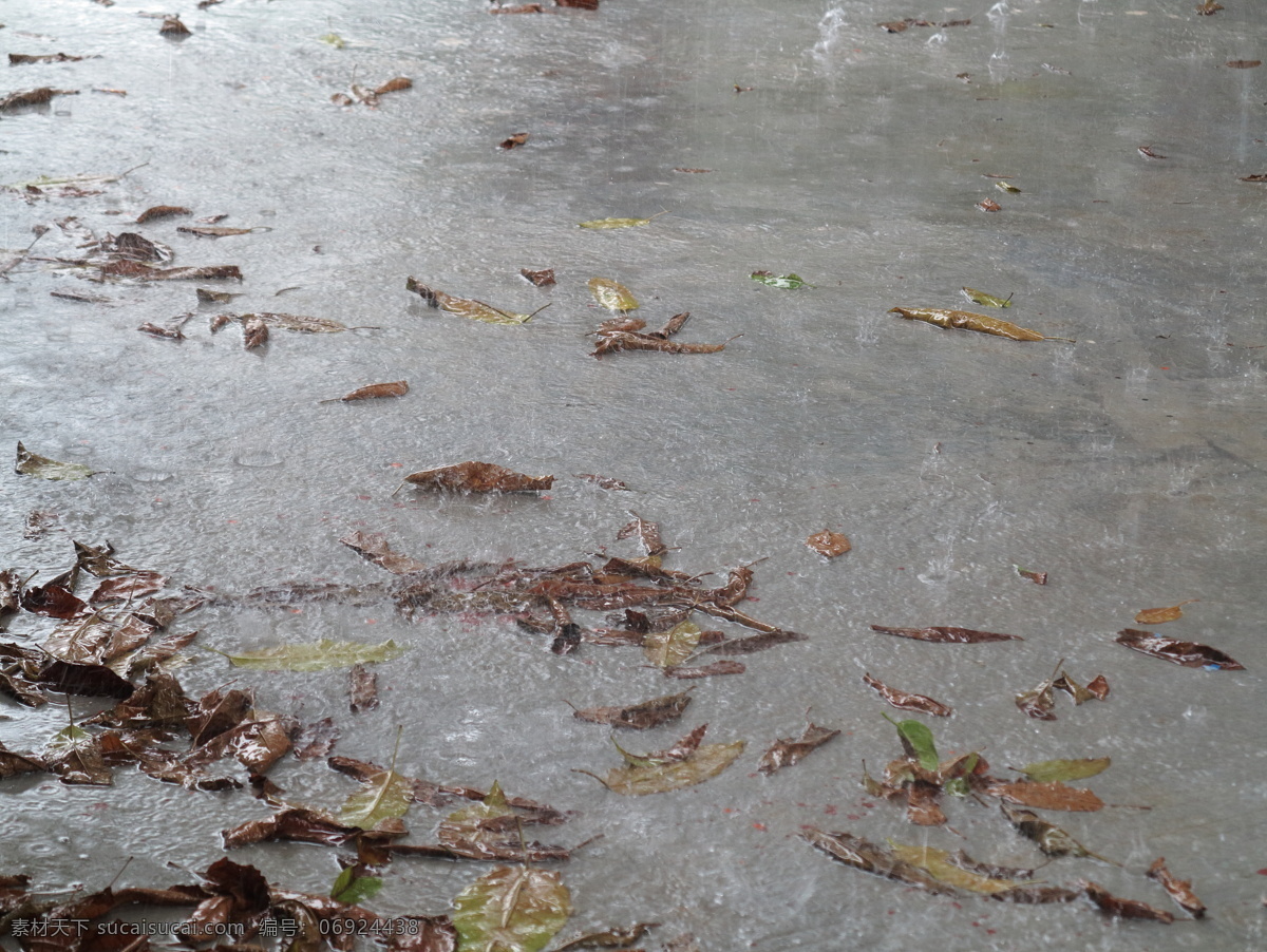 落叶 树叶 大雨 暴雨 雨点 滴答 水花 秋叶 秋雨 树木树叶 生物世界