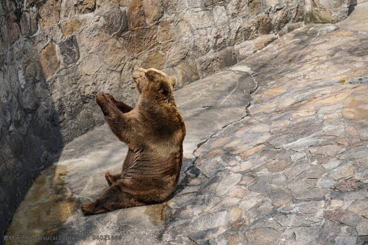 动物园 等待 喂食 大熊 喂养 坐着 对比强烈 毛茸茸 熊 狗熊 观赏 饲养