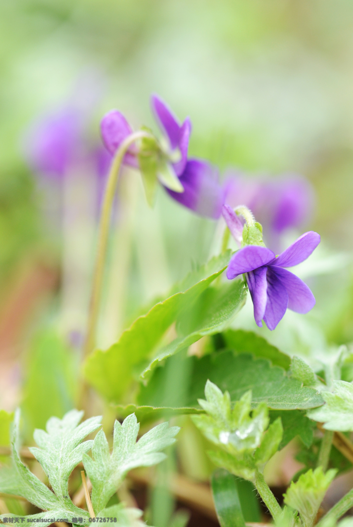 紫花地丁 紫花 野菜 小紫花 小花 风景