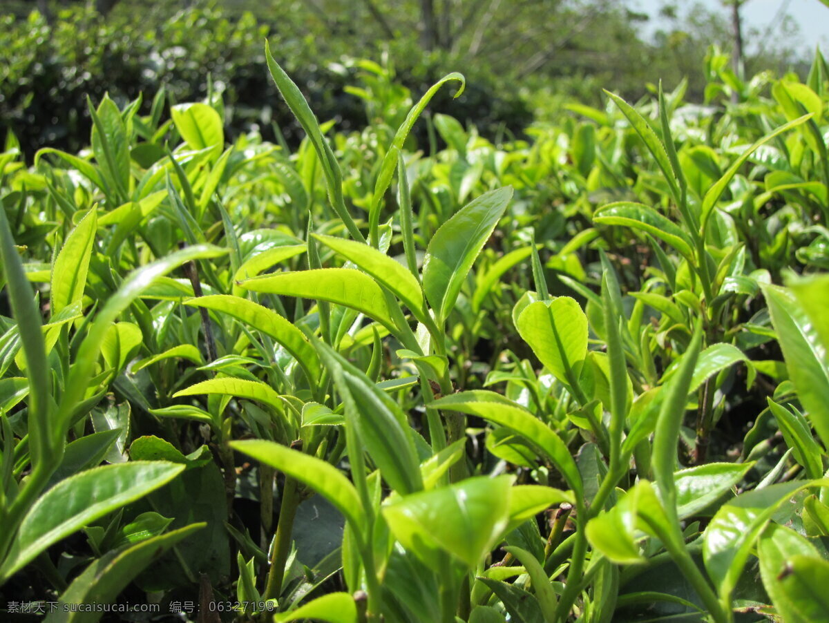 茶芽 茶 茶韵 绿色 青茶 生物世界 树木树叶